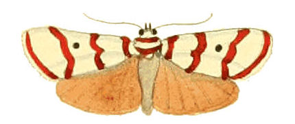 Hand-colored engraving of a Deiopeia butterfly, Drury 1837
