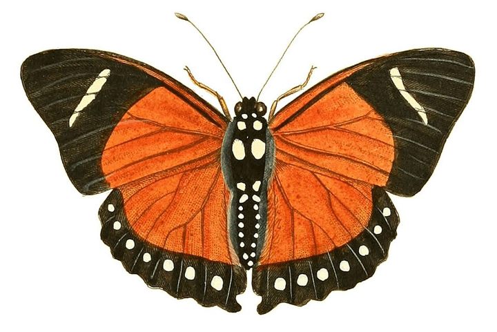 Hand-colored engraving of an Eleus butterfly, Drury 1837
