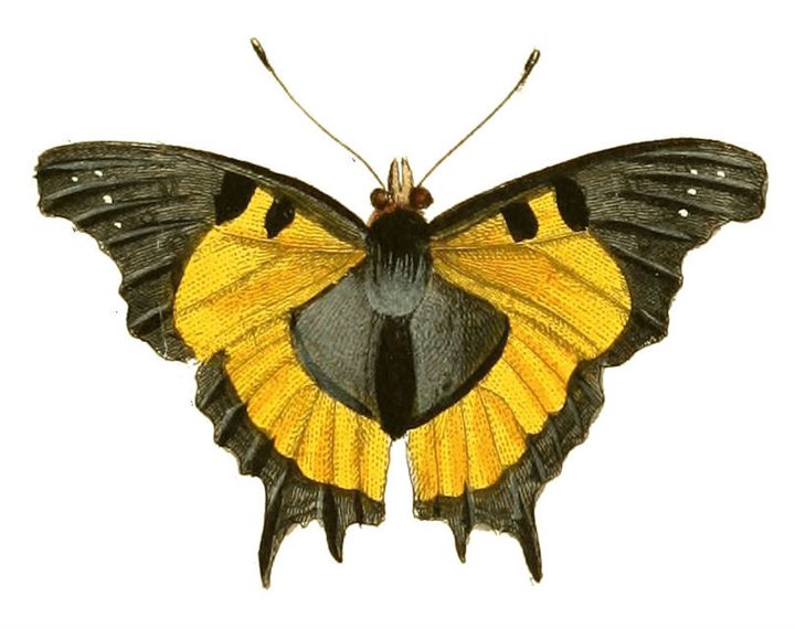 Hand-colored engraving of a Vanessa butterfly, Drury 1837